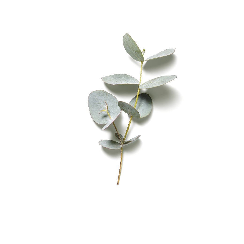 EUCALYPTUS